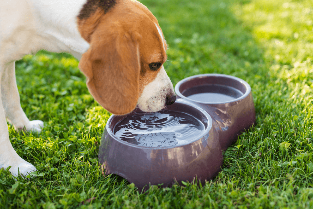 Why Filtered Water is Essential to Keep Your Pets Healthy